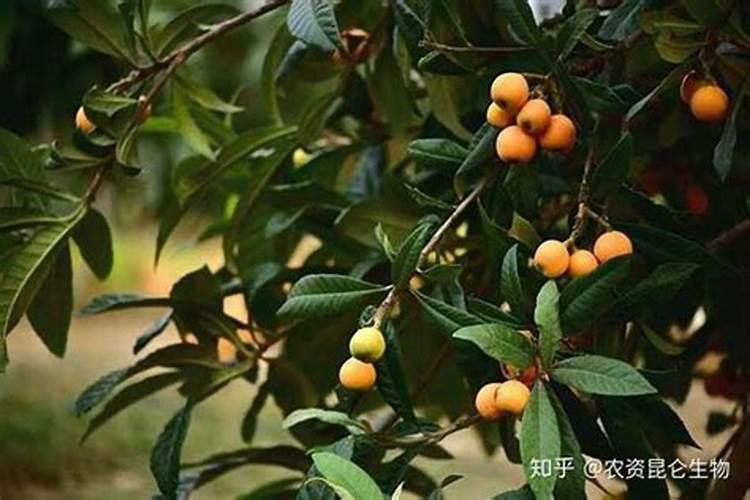 枇杷打不打叶面肥？如果打怎样打