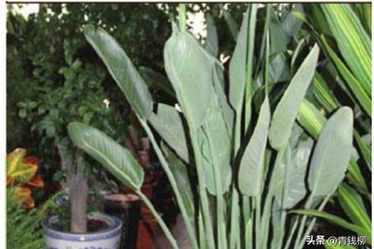 生姜烂根是怎么回事,有什么农药可以防治？如何预防？