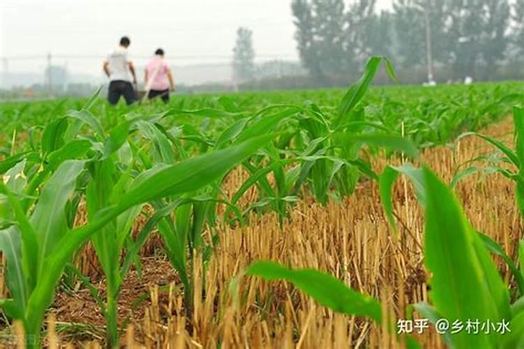 玉米是上玉米专用肥好还是上复合肥好