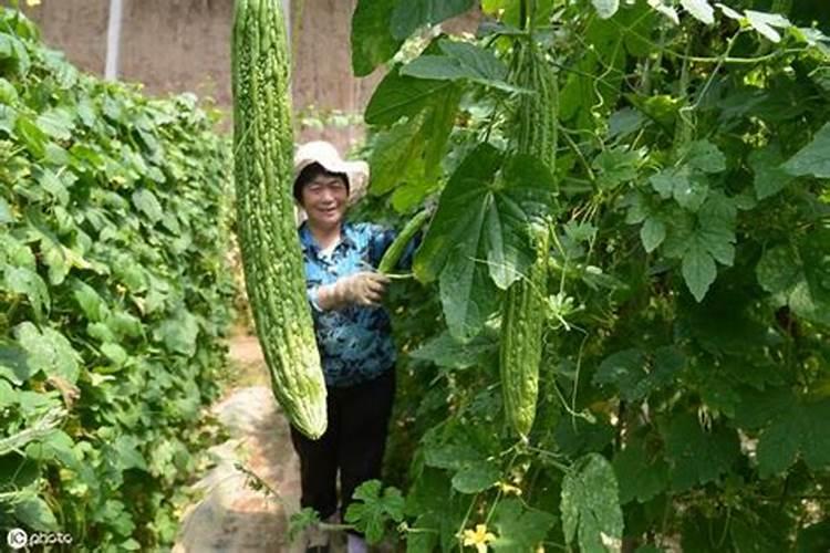 苦瓜种植误区有哪些 苦瓜怎么施肥