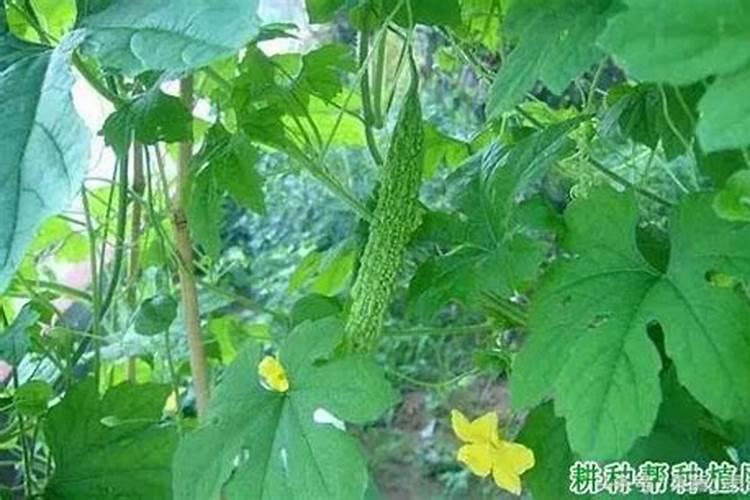 苦瓜上面长斑是什么原因？