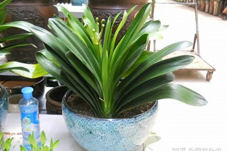 君子兰叶面肥怎么用