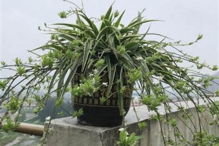 折耳根用什么肥料种植最好