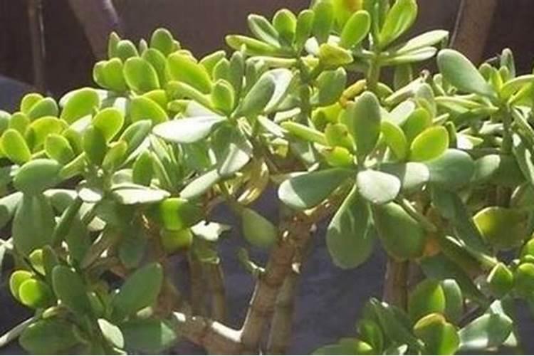 玉米除草剂能和叶面肥混用吗,什么时间喷比较好