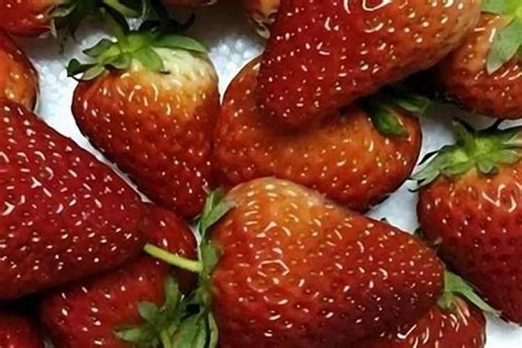 草莓施肥的方法