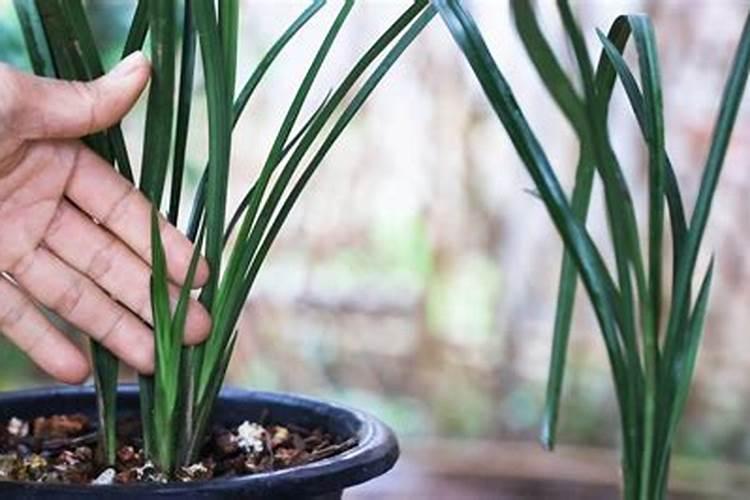 幼儿园大班教案《植物》含反思