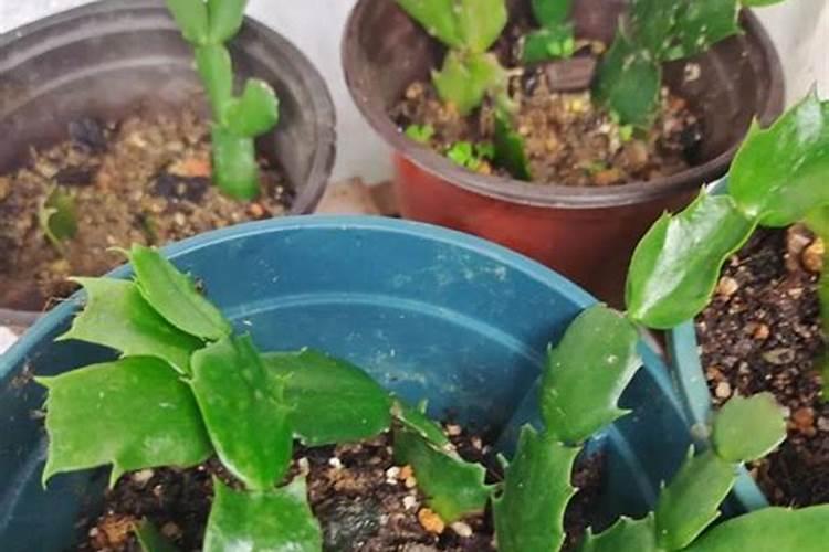 蟹爪兰偷懒不开花？三个“步骤”快速爆花,还能让花量翻倍