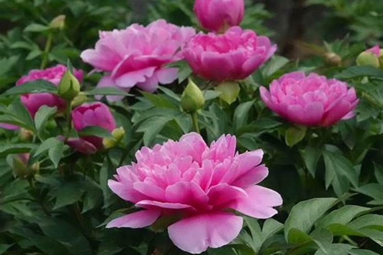 芍药花施什么肥好