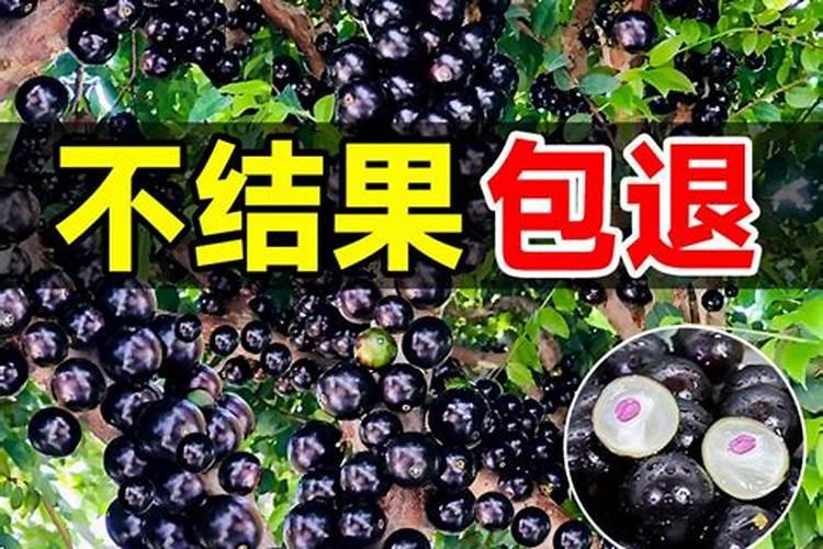 嘉宝果养植方法