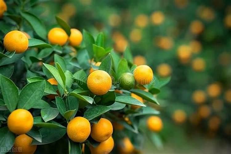 济南十大蔬菜批发市场 济南蔬菜批发市场都有哪些 济南批发蔬菜都去哪...