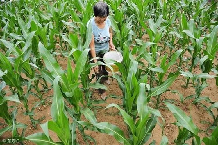 芒果用什么肥料最好