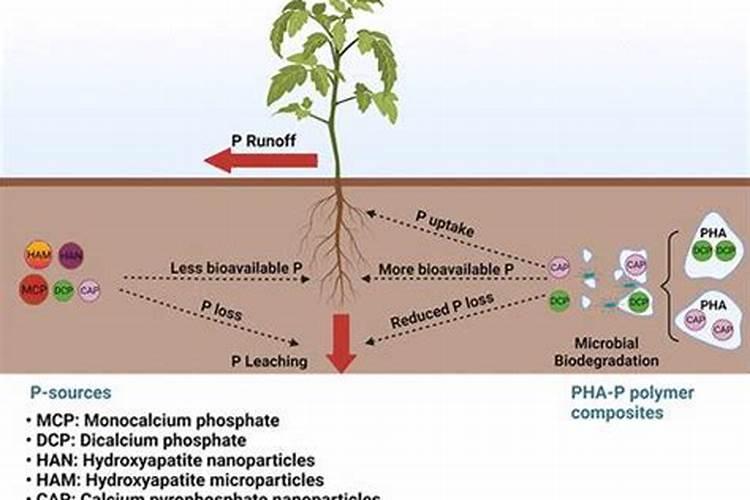 海澡肥能生根吗？