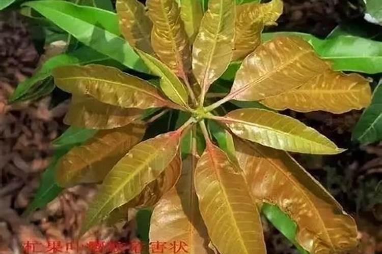 芒果用什么肥料能快速成长？施肥几次？