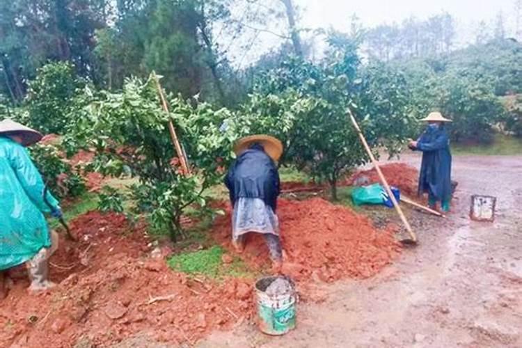 南瓜结果后施肥