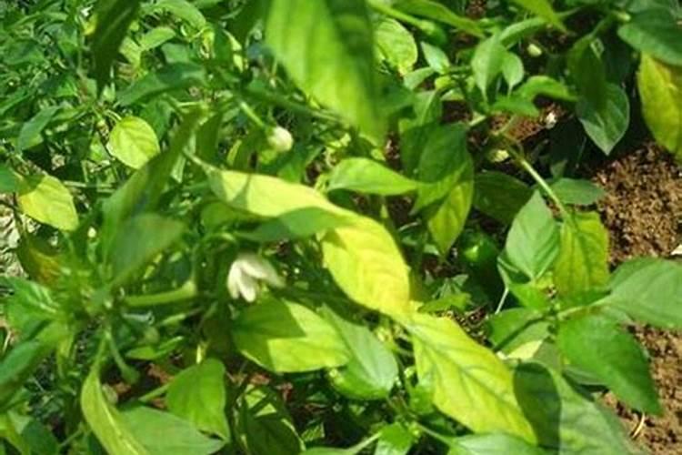 红薯用什么底肥才可以长的又大又好？