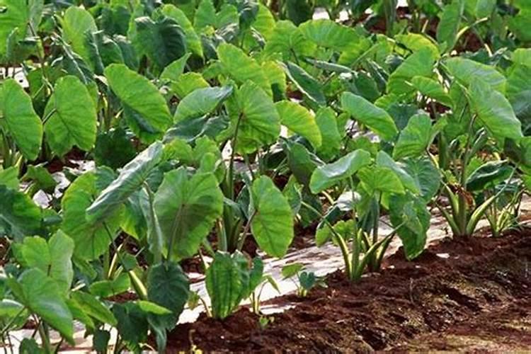 请问叶片卷曲咋回事