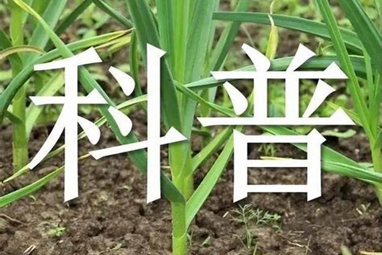 大蒜适合用什么肥料、大蒜施肥最佳时间