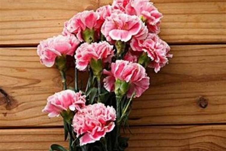 康乃馨施什么肥好