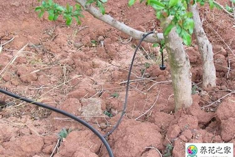 养殖水体中为什么大雨过后不宜施磷肥