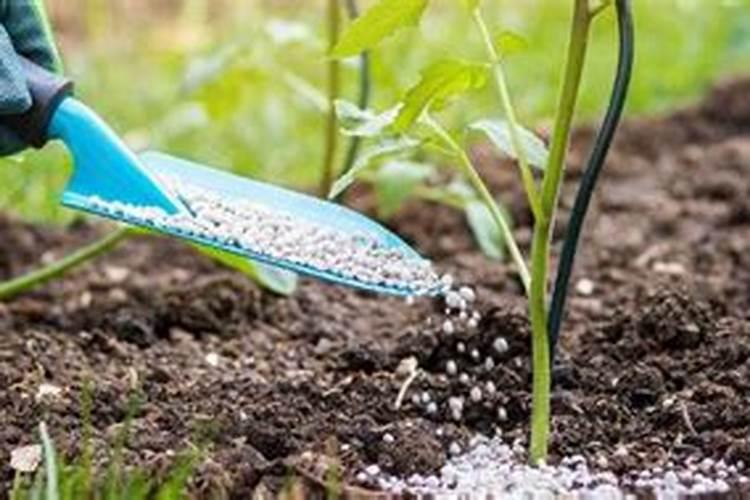 磷肥哪里的最好