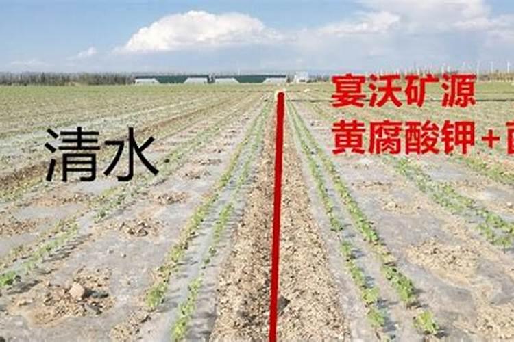 水溶肥厂家,田老板信赖它!