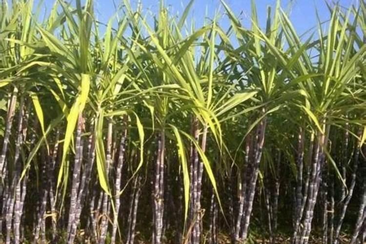 溧水傅家边精品草莓园——像逛超市一样摘草莓