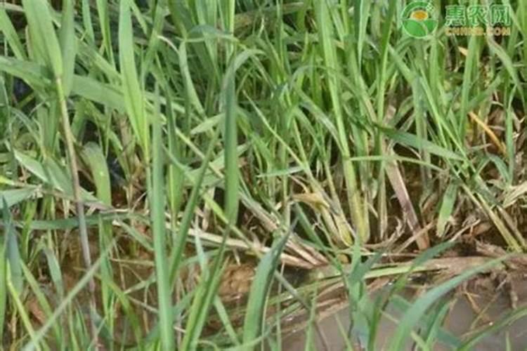 尿素肥效期能有多久,尿胺和尿素哪个肥效长？