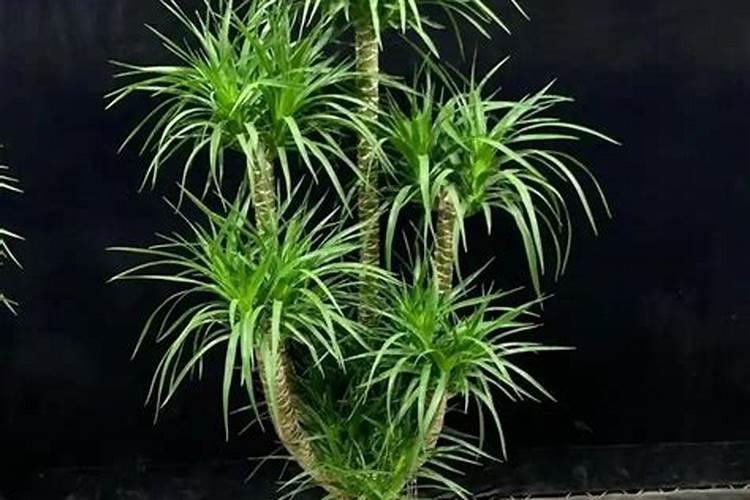 第一次种菜作文