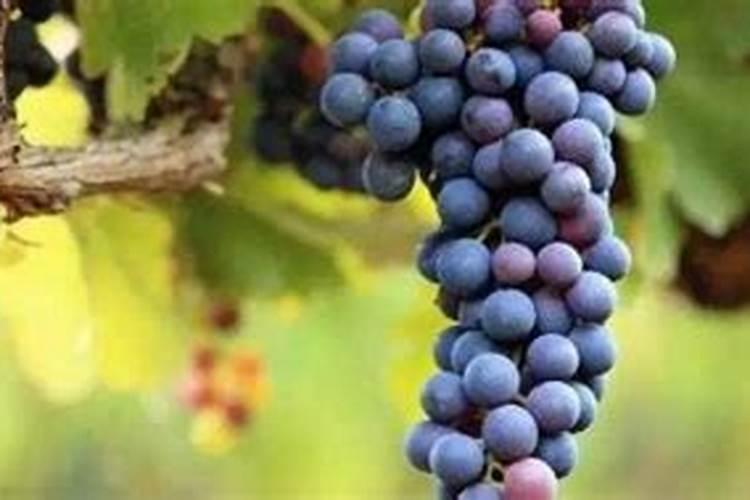 小蕃茄种植方法