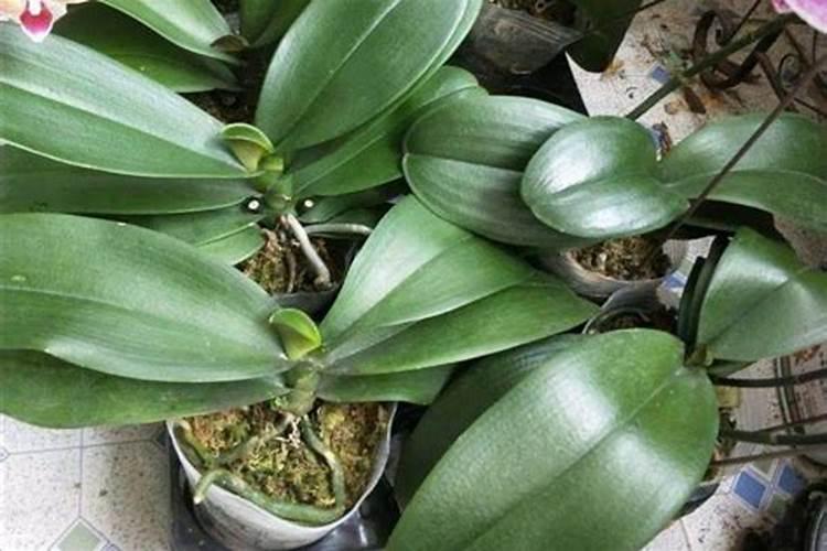 蝴蝶兰肥料怎么配？