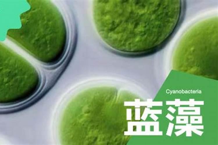 自制水溶肥配方比例