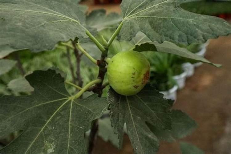 枣树缺硼有什么症状和补救措施？