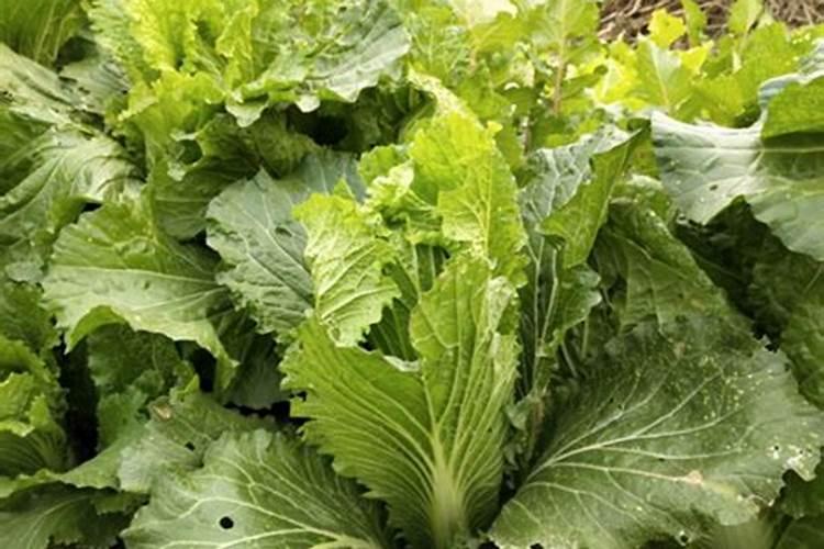 灯笼花怎样养才能开花