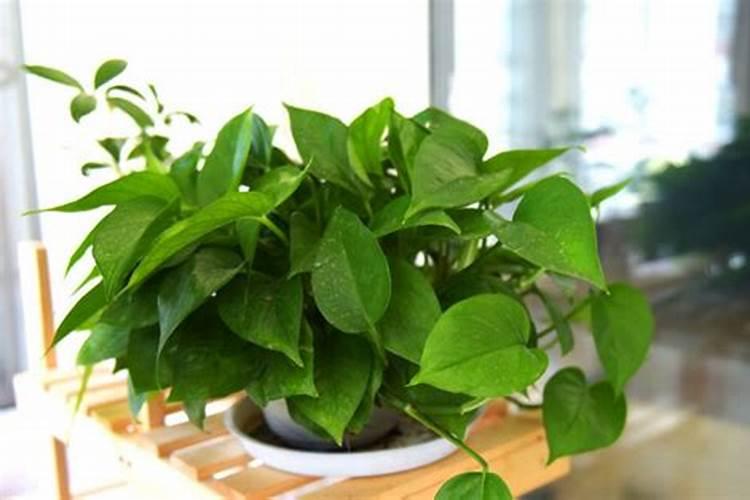 硫酸钾肥什么牌子好