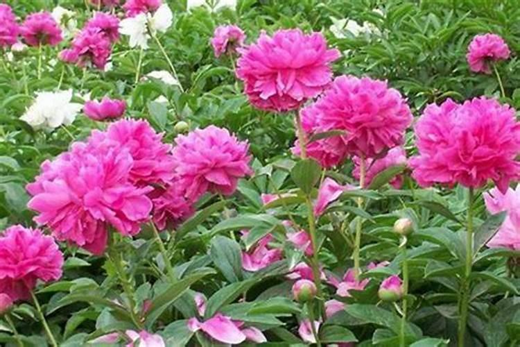 牡丹花可以喷叶面肥吗 注意事项有哪些