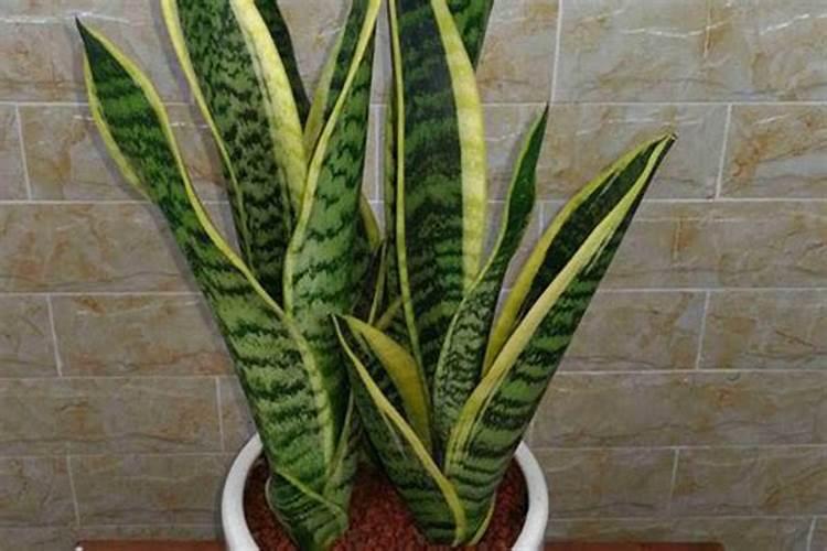 虎皮令箭的养殖和注意事项