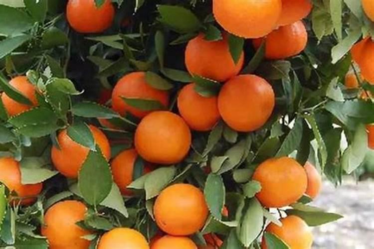 柑橘转色采收期如何施用水溶肥,颜值高品质才能更好