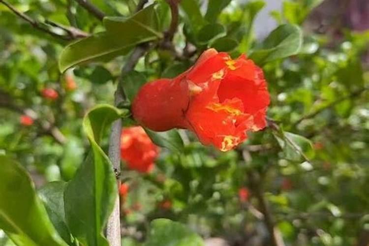 石榴花应该怎么养