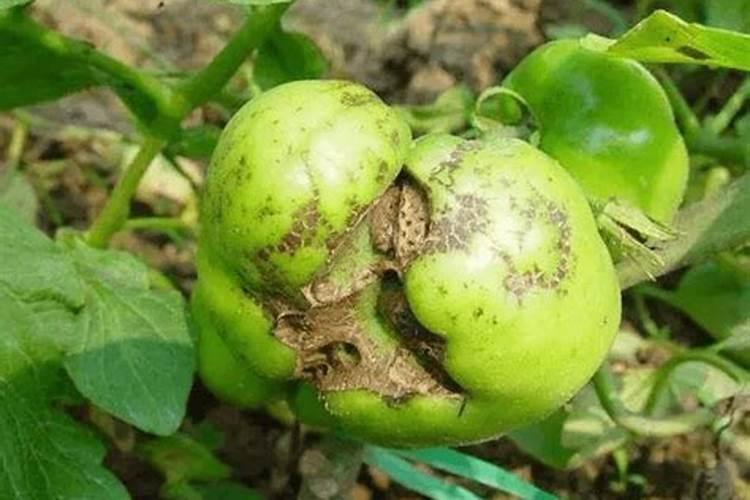 玉米开花期间能打药吗？