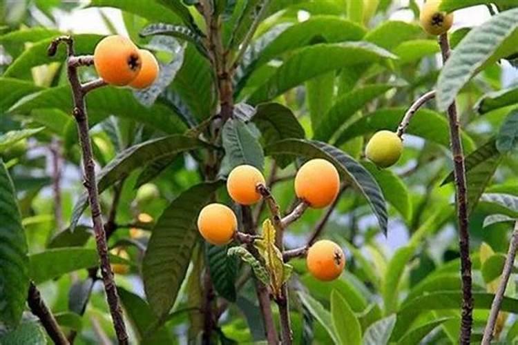 黄瓜需要打顶吗,种植黄瓜需要注意哪些问题