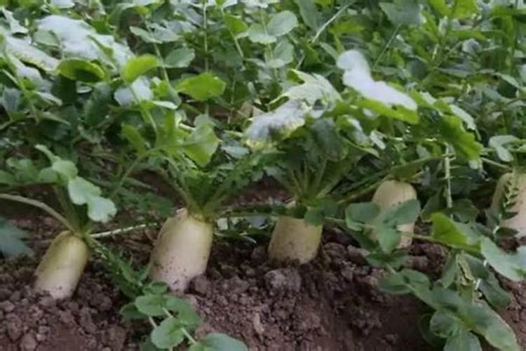 Sunny Baby 阳光宝宝 澳嘉系列 婴儿奶粉 国产版详细介绍