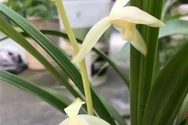 兰花怎么养 秋季要注意这七点