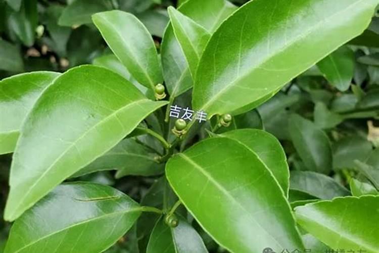 反季节龙眼怎样控梢？