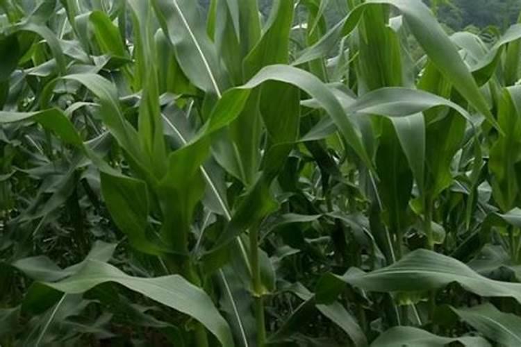 菊花现雷可以遮阴处理吗？