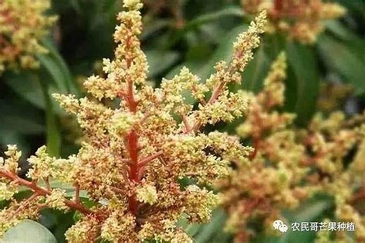 现在柑橘树打什么药水好