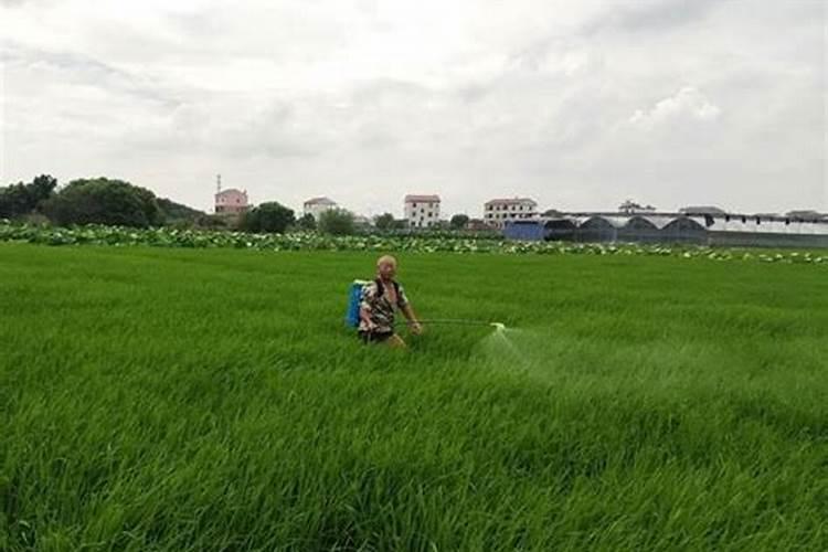 白术后期什么时候追肥