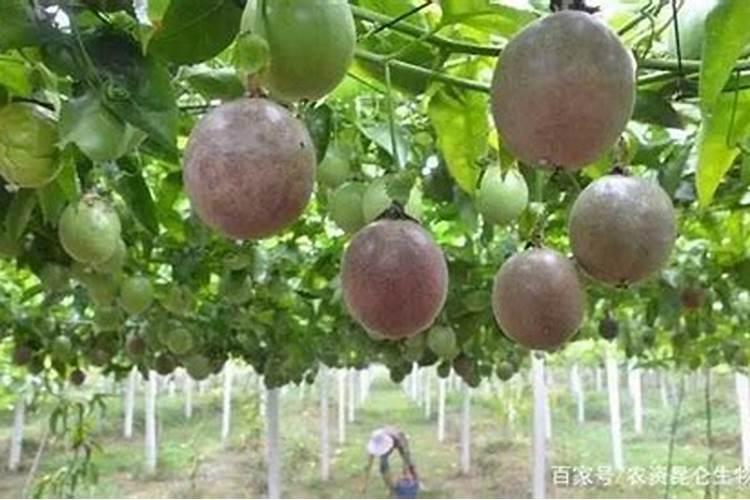 丽普司肽冻干粉有激素吗丽普司肽冻干粉评测