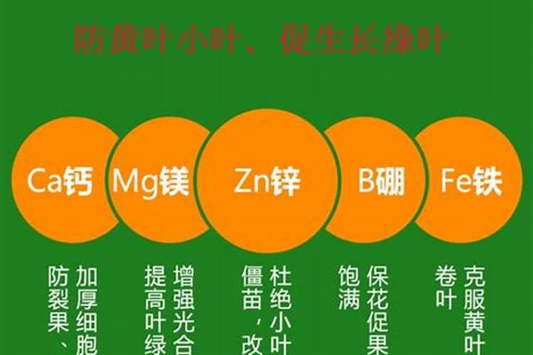 吊兰一般什么时候抽穗 怎样才会多抽穗
