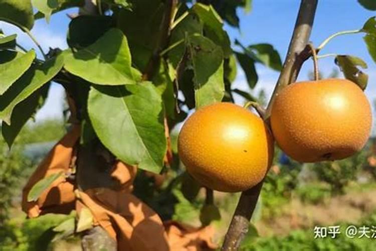 秋月梨冲什么肥料膨果快