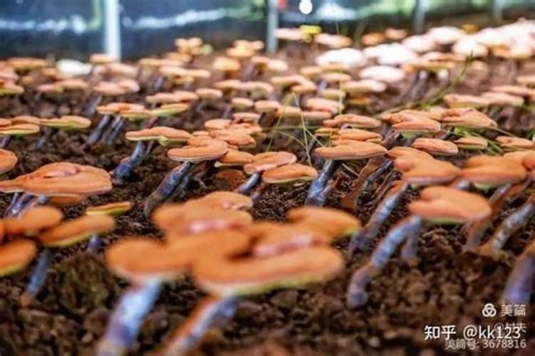 皇竹草6月可以种植吗？